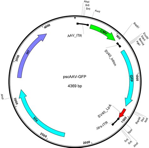 Addgene: Plasmids related to lpin1.